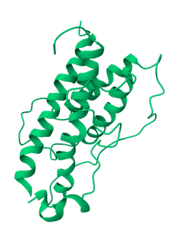 Somatotropin